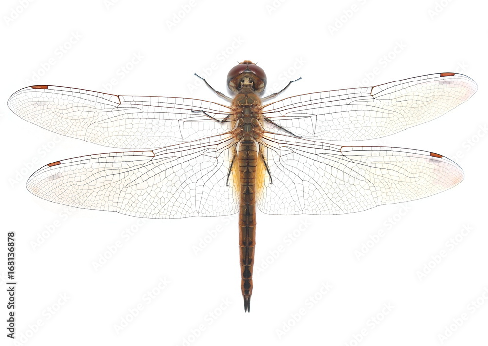 Dragonfly isolated on white background. Dragonfly isolated on white background.