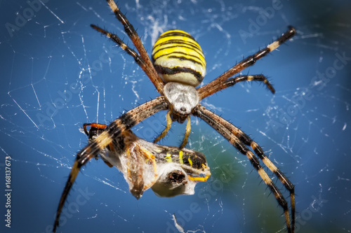 Wasp spider, Argiope with its prey photo