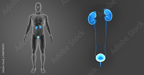 Urinary system zoom with organs anterior view