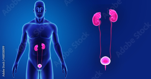 Urinary system zoom with body anterior view
