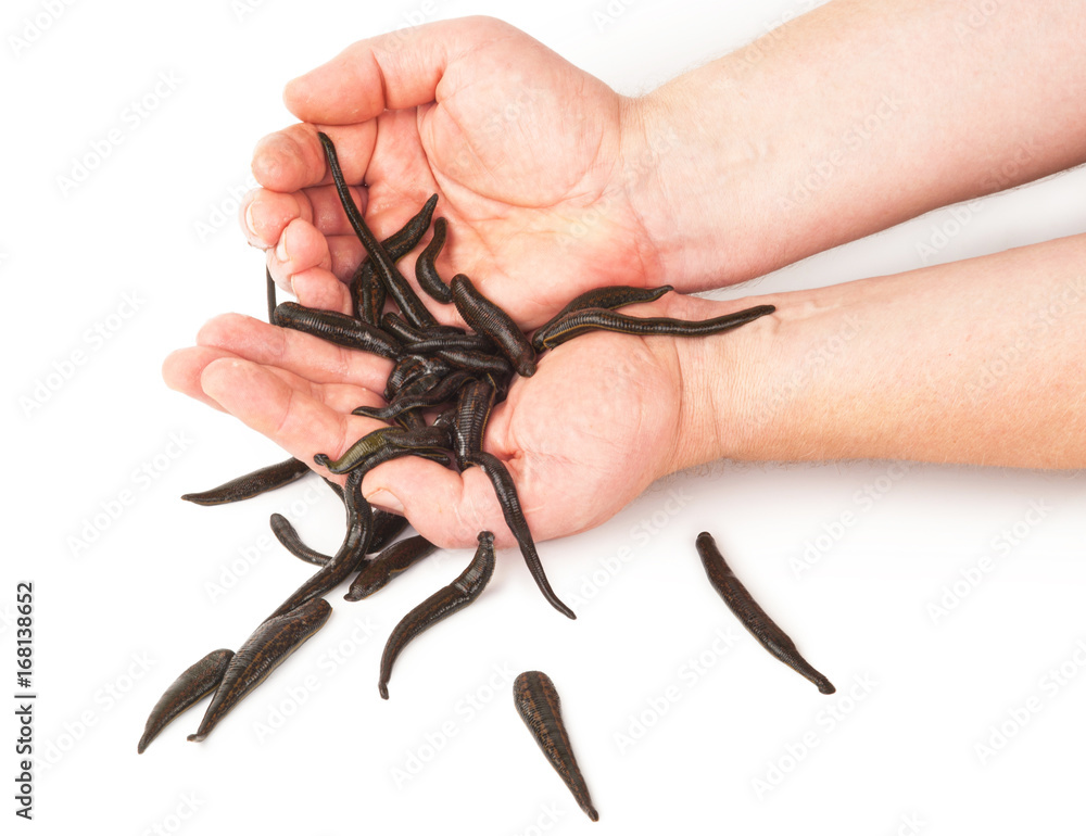Obraz premium Leeches in hands