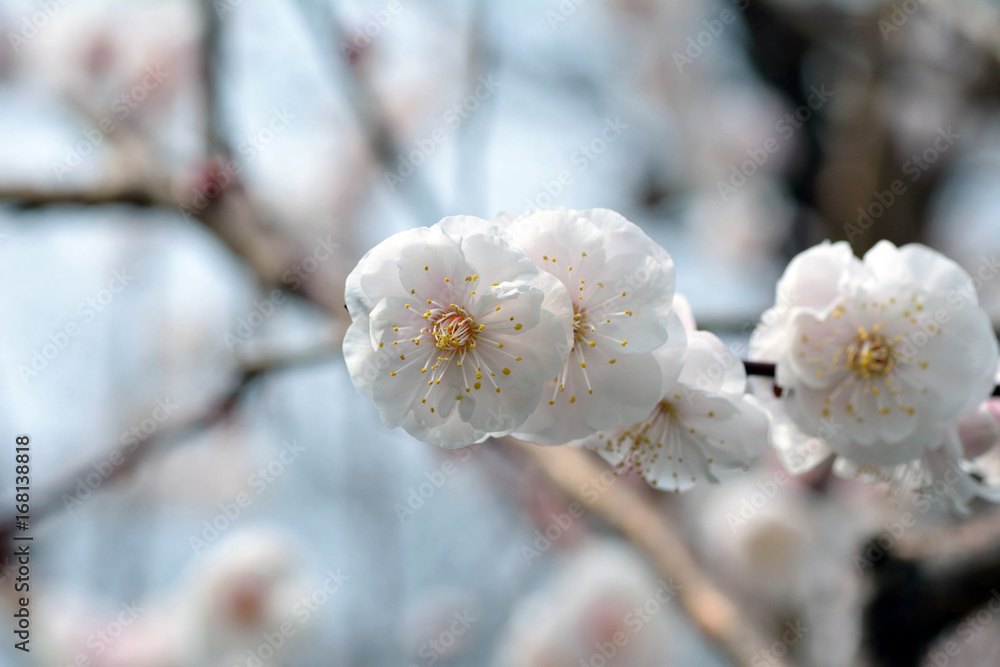 Japanese apricot-Prunus mume- blossoms are blooming in Fukuoka city, JAPAN. It is in March.