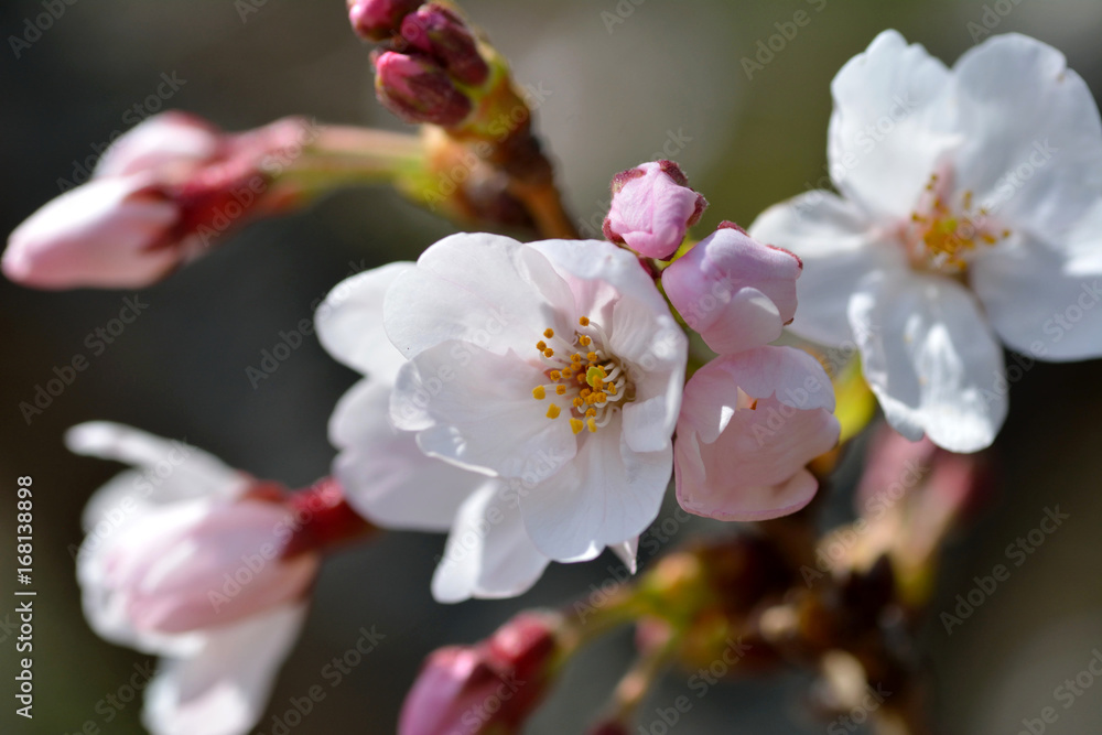 Cherry blossom flowers are blooming in Fukuoka city, JAPAN. It is in April. Cherry blossom flowers are blooming in Fukuoka city, JAPAN. It is in April.