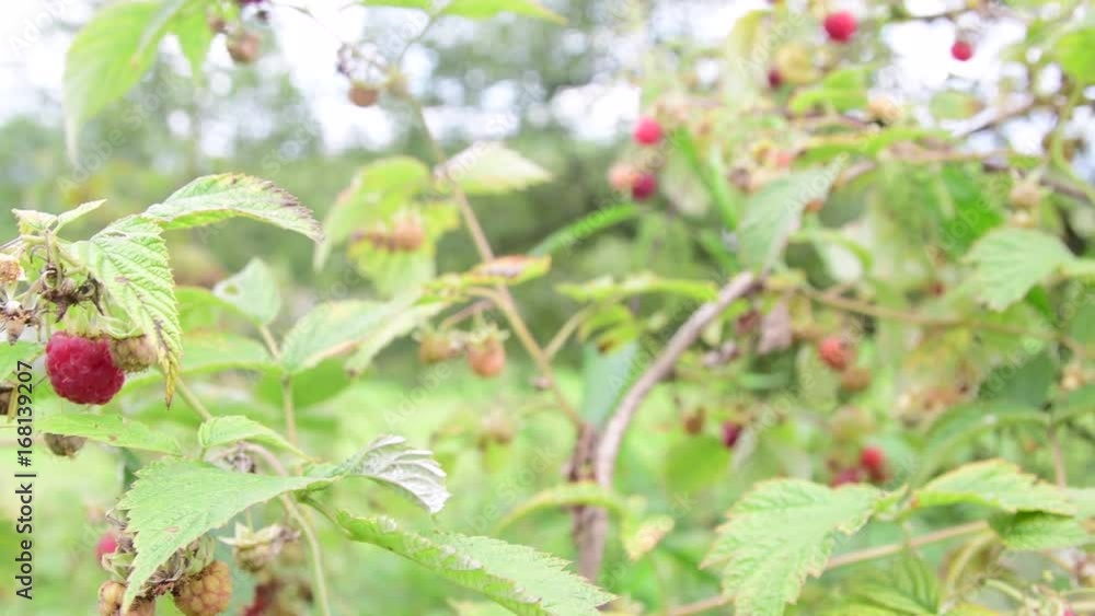 Wild raspberry. Closeup. Nature shot. Low DOF. Wild raspberry. Closeup. Nature shot. Low DOF.