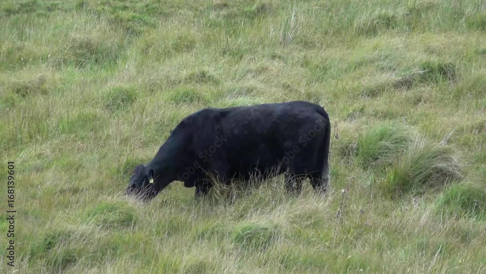 A cow grazing on Dartmoor in Devon England  UK