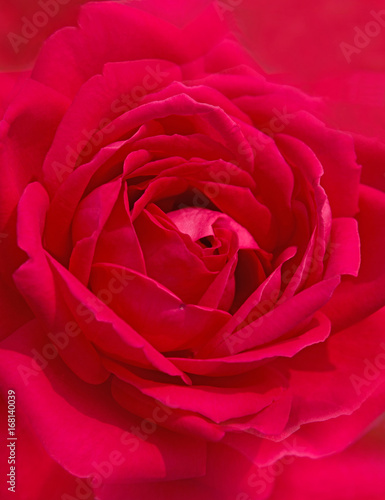赤色のバラ 