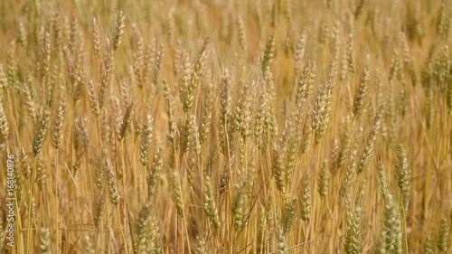 field of wheat
