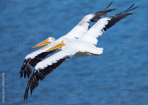 A couple of American white pelicans against the sea  seen in North California