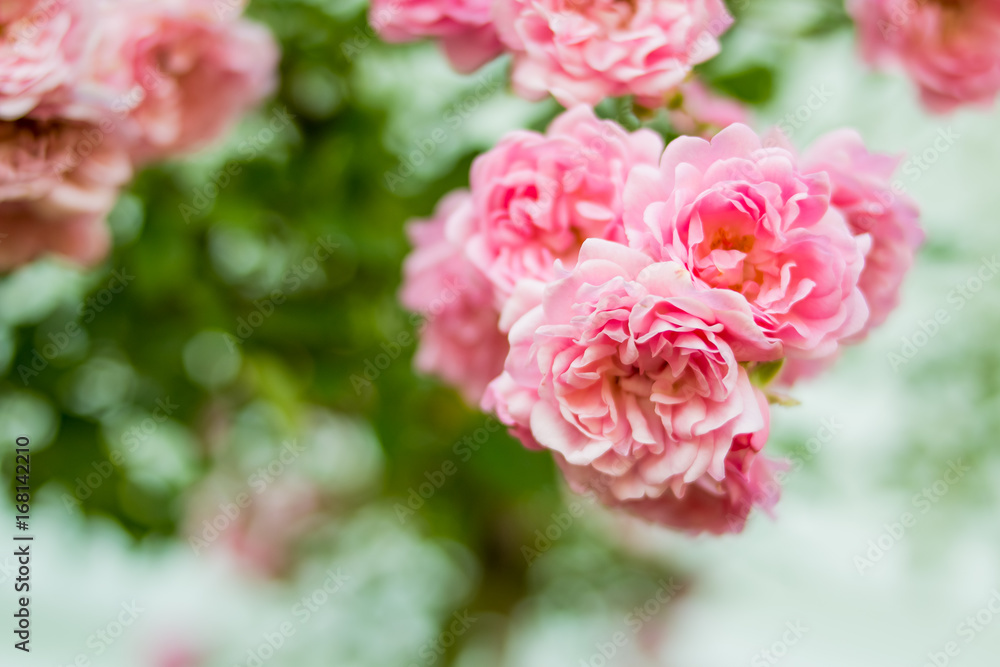 shrub rose. Pale pink roses shrub in garden, vintage color. Bush of beautiful pink roses closeup. Rose bush in the garden in summer on sunny day. Copy space for text