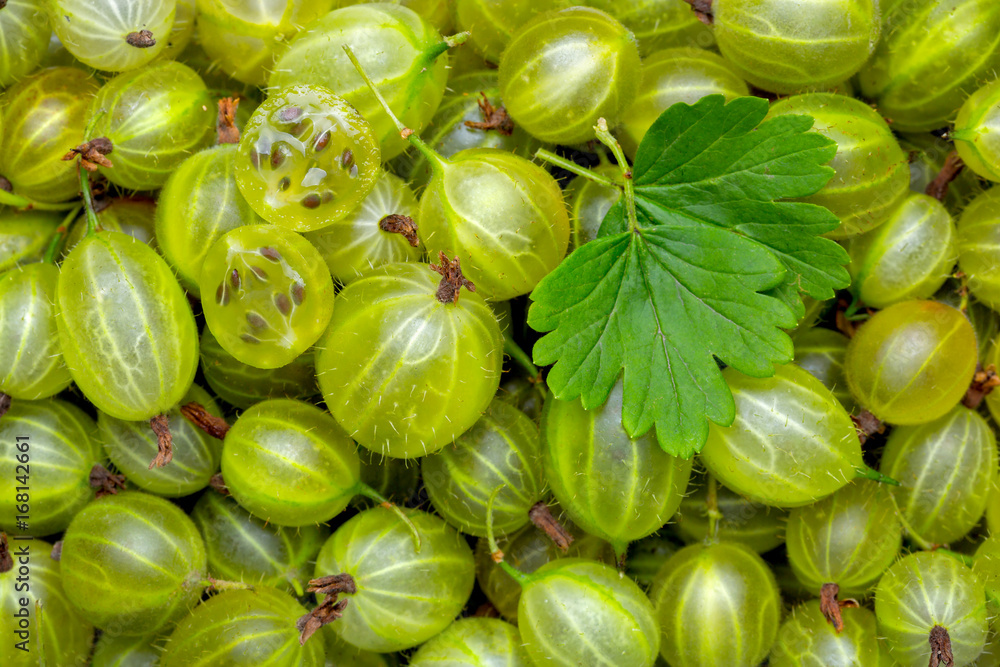 Fresh and green gooseberries background. Closeup Fresh and green gooseberries background. Closeup