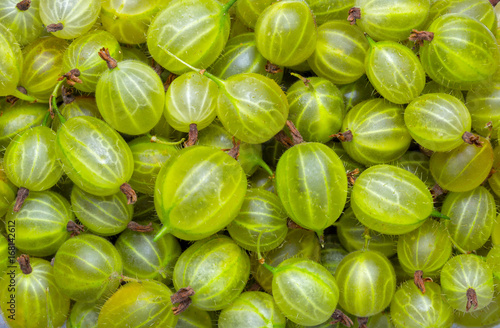 Fresh and green gooseberries background. Closeup photo