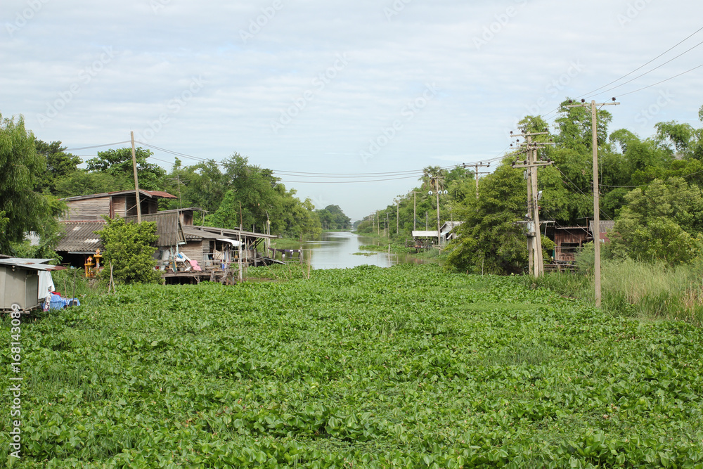 Water hyacinth full canal , Can not travel by boat Water hyacinth full canal , Can not travel by boat