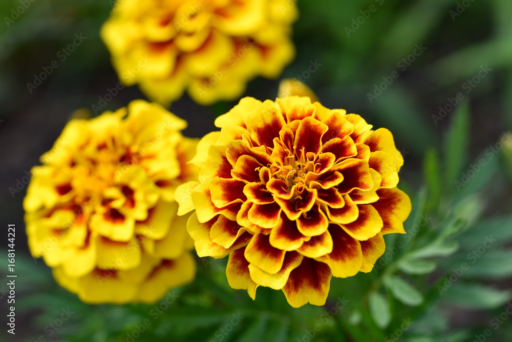 Fototapeta premium marigold