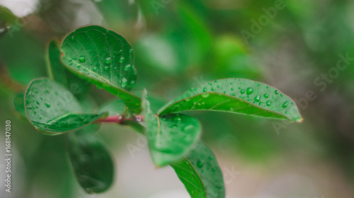 Green Plant Leaves with Droplets