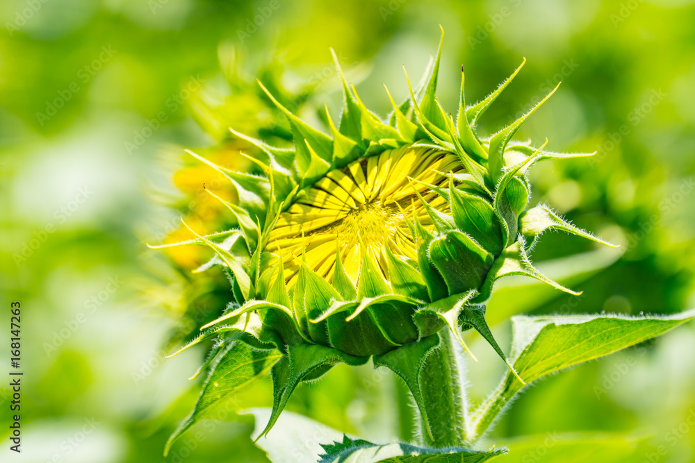 Fototapeta premium Akeno Sunflower Field under Summer Sky – Radiant Rural Landscape (2017)