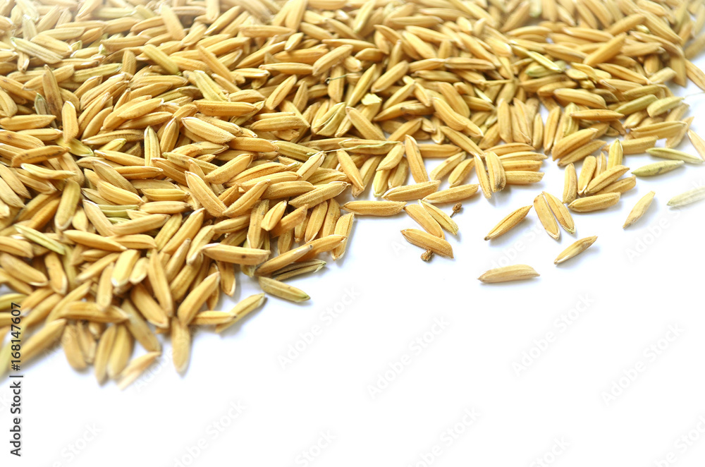 paddy background. dry method of brown paddy rice seed, paddy rice seed surface texture. paddy background. dry method of brown paddy rice seed, paddy rice seed surface texture.