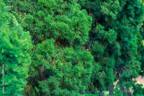 Green pine background.