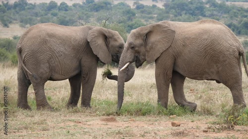 Two african elephants eating grass in Pilanesberg Game Reserve in South Africa