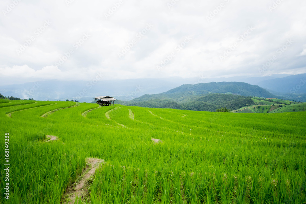 home and green terraced rice field with mist on morning in Pa Bong Pieng, Chiang Mai, Thailand. home and green terraced rice field with mist on morning in Pa Bong Pieng, Chiang Mai, Thailand.
