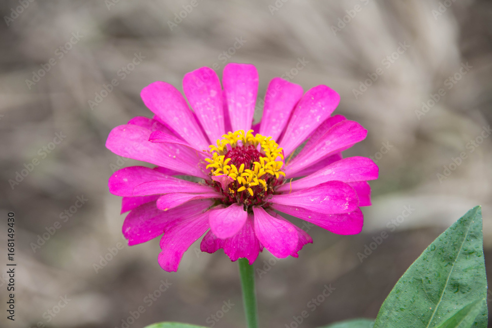Fototapeta premium Zinnia flower and selective focus on nature background.