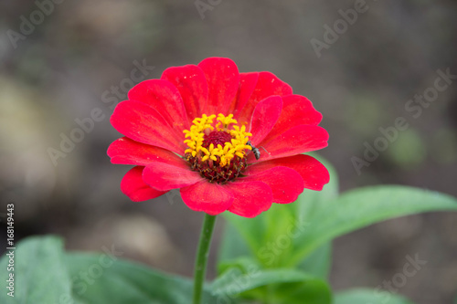 Zinnia flower and selective focus on nature background.