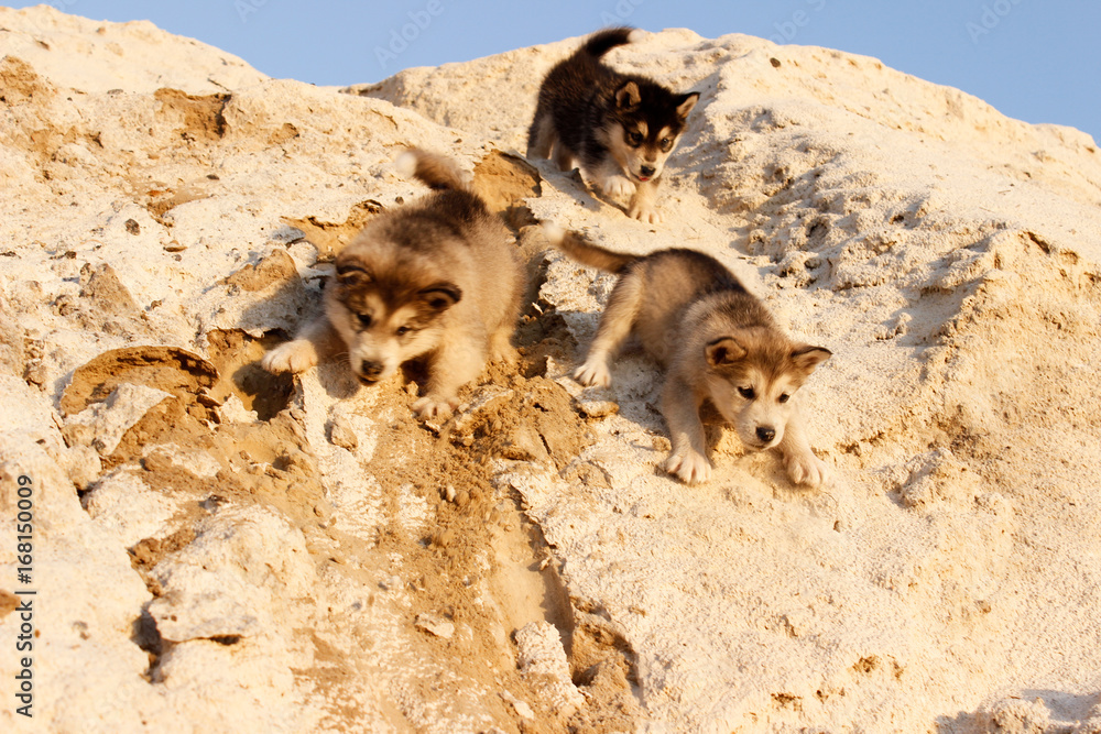 Puppies of the Alaskan malamula Puppies of the Alaskan malamula