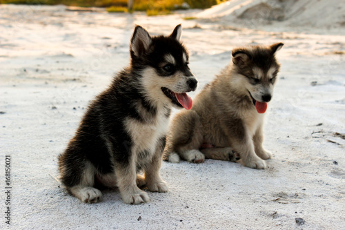 Puppies of the Alaskan malamula