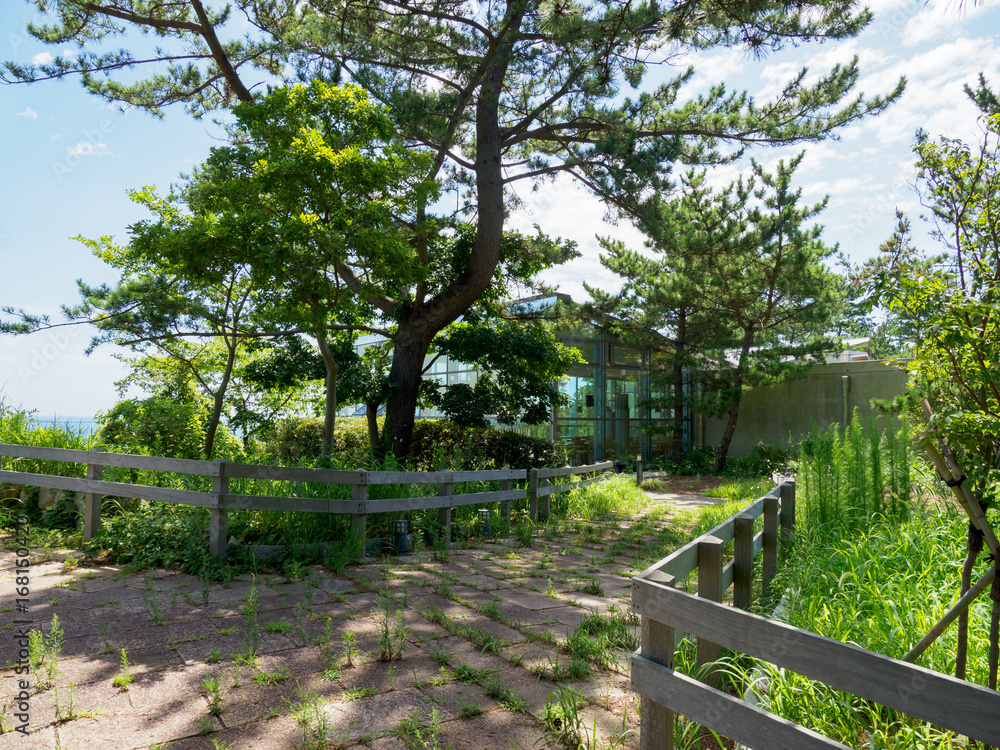 Fototapeta premium 国営ひたち海浜公園