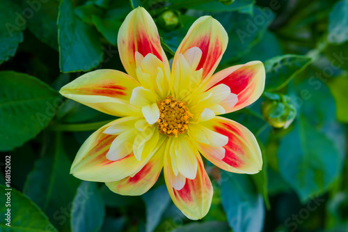 Fototapeta Naklejka Na Ścianę i Meble -  Yellow flower annual garden dahlia on a background of green leaves, closeup, macro