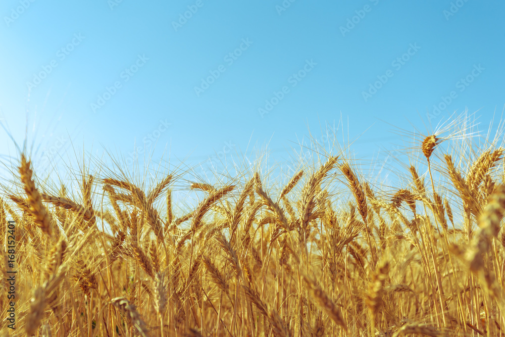 Fototapeta premium golden wheat field and sunny day