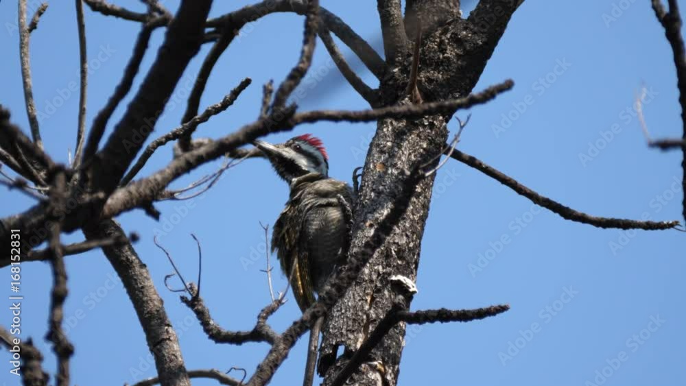 African grey woodpecker cleaning his feathers in a tree at Waterberg South Africa