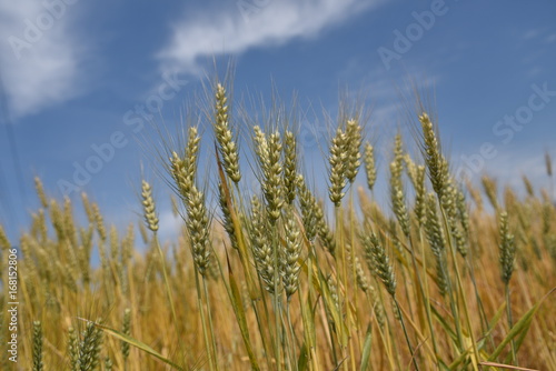 Wallpaper Mural wheat Torontodigital.ca