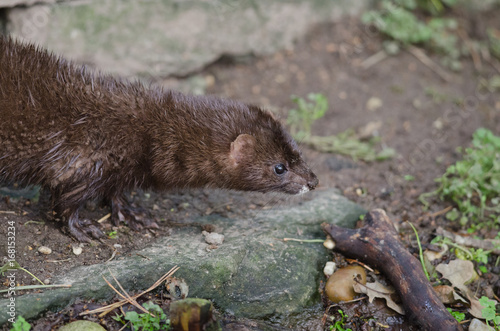 Vison de profil. Mustela lutreola.
