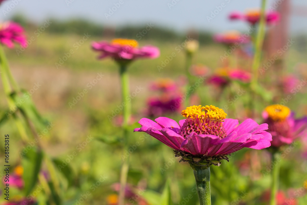 Beautiful flowers of purple zinnia in nature Beautiful flowers of purple zinnia in nature
