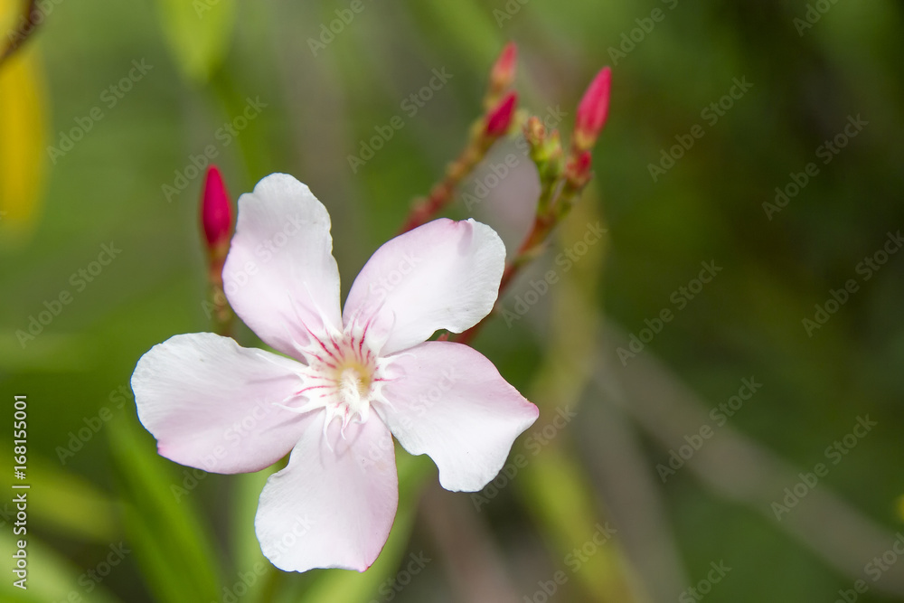 Pink flowers with green background Pink flowers with green background