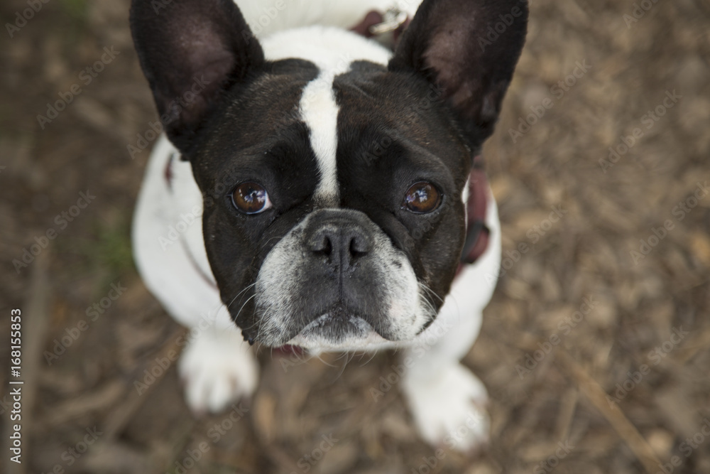Overhead Close View of Sweet Black and White French Bulldog Looking Upward Against Brown Bark Covered Ground