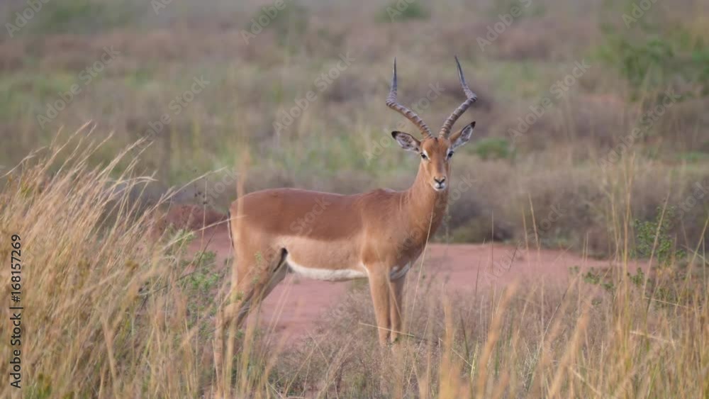 Lonely impala on the savanna in Waterberg South Africa Lonely impala on the savanna in Waterberg South Africa