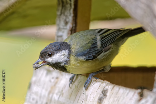 Kohlmeise im Vogelhaus photo