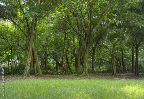 Trees, grass and way in park