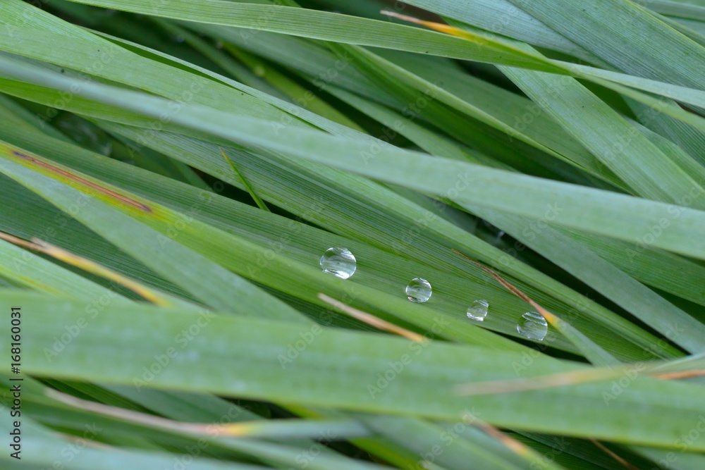 Fototapeta premium The texture of the wet tall grass.