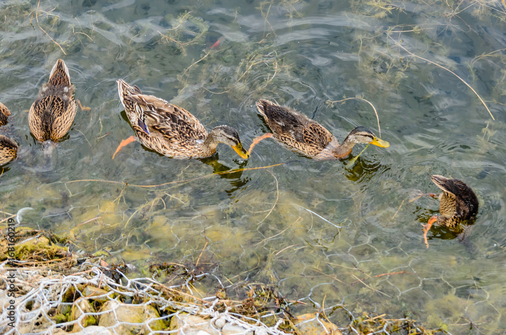 Fototapeta premium Ducks looking for food in water