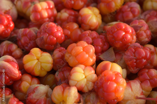 Many ripe cloudberries close photographed. photo