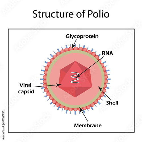 The structure of the polio virus. Enterovirus. Infographics. Vector illustration on isolated background