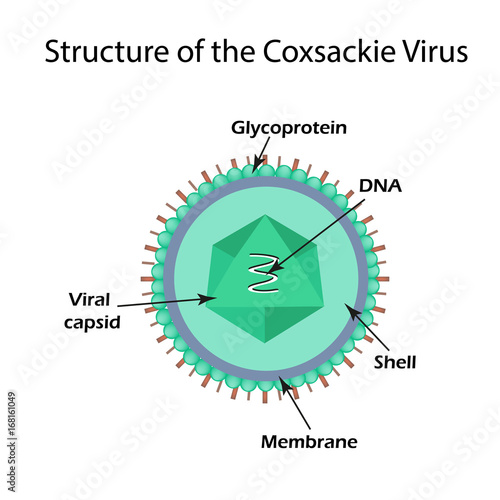 The structure of the Coxsackie virus. Enterovirus. Infographics. Vector illustration on isolated background photo