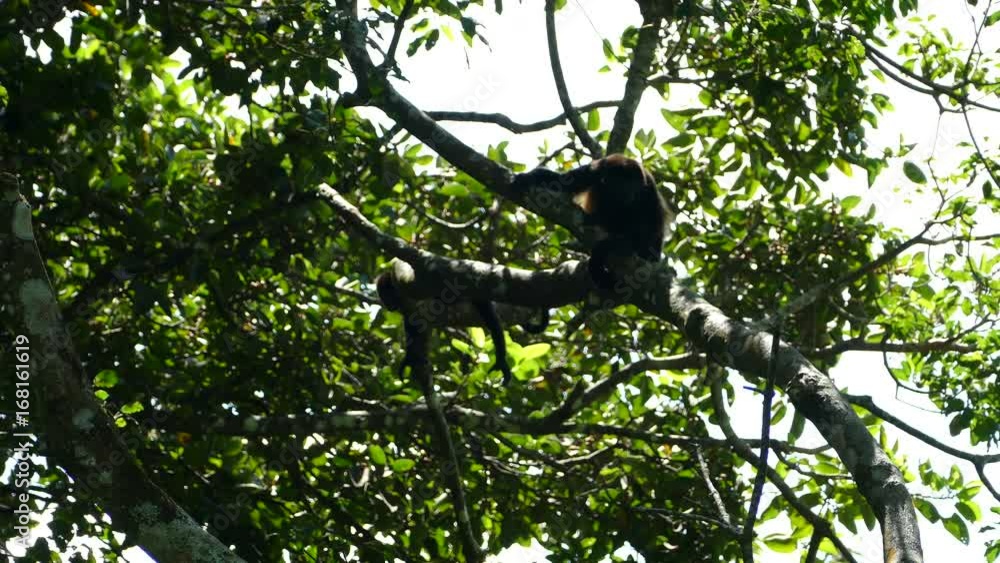 Howler monkeys chilling in a tree at the Mombacho Volcano Nature Reserve in Nicaragua Howler monkeys chilling in a tree at the Mombacho Volcano Nature Reserve in Nicaragua