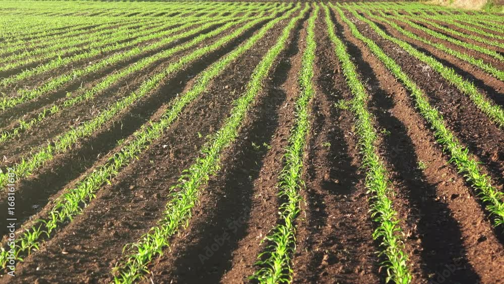 Small green corn crops field with furrows vanishing in perspective Small green corn crops field with furrows vanishing in perspective