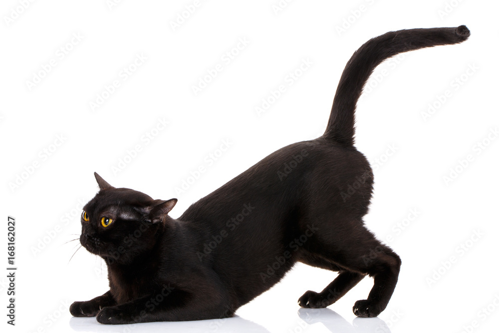black cat sat on the front paws held high tail