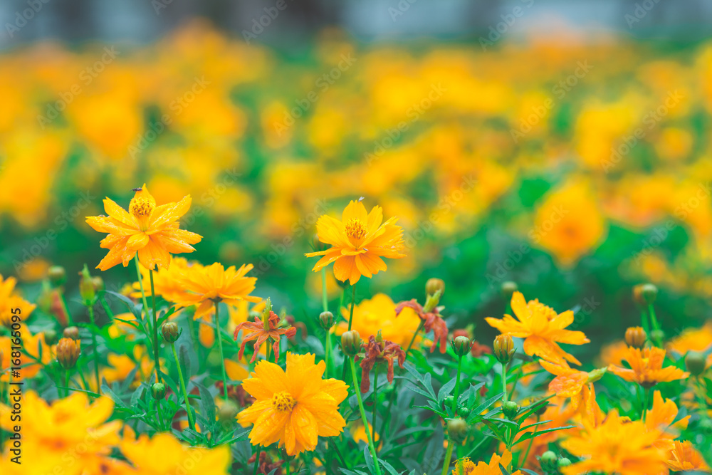 yellow cosmos flowers In the garden,soft focus
