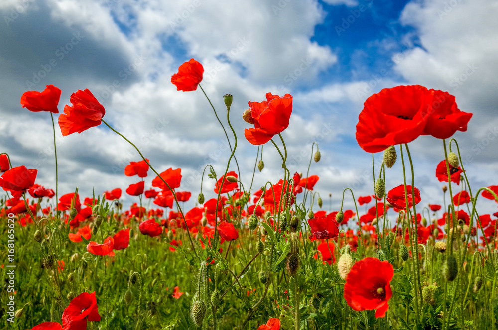 Obraz premium Field full of flowering poppies