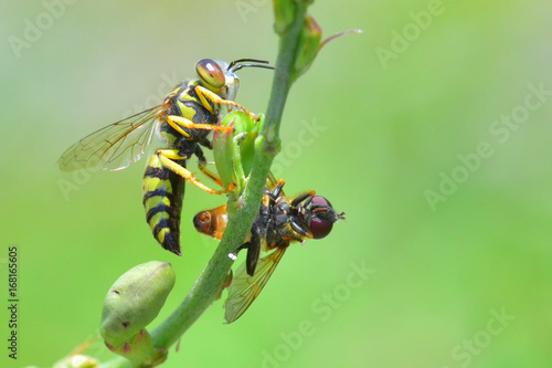 yellow jacket wasp perched on the beautiful flower.